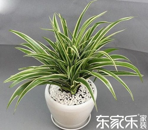 綠色植物清除室內(nèi)有害物質