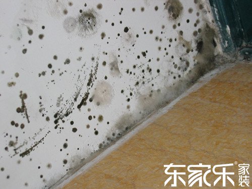 墻面為什么發(fā)霉？